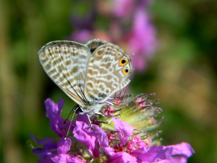 La mia prima Leptotes pirithous